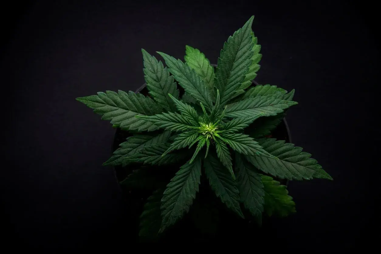 bush varietal marijuana leaves on a black background in a coffeeshop top view